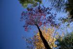 images/recent-photos/Fall-Leaves-1-[IMG_3436].jpg
